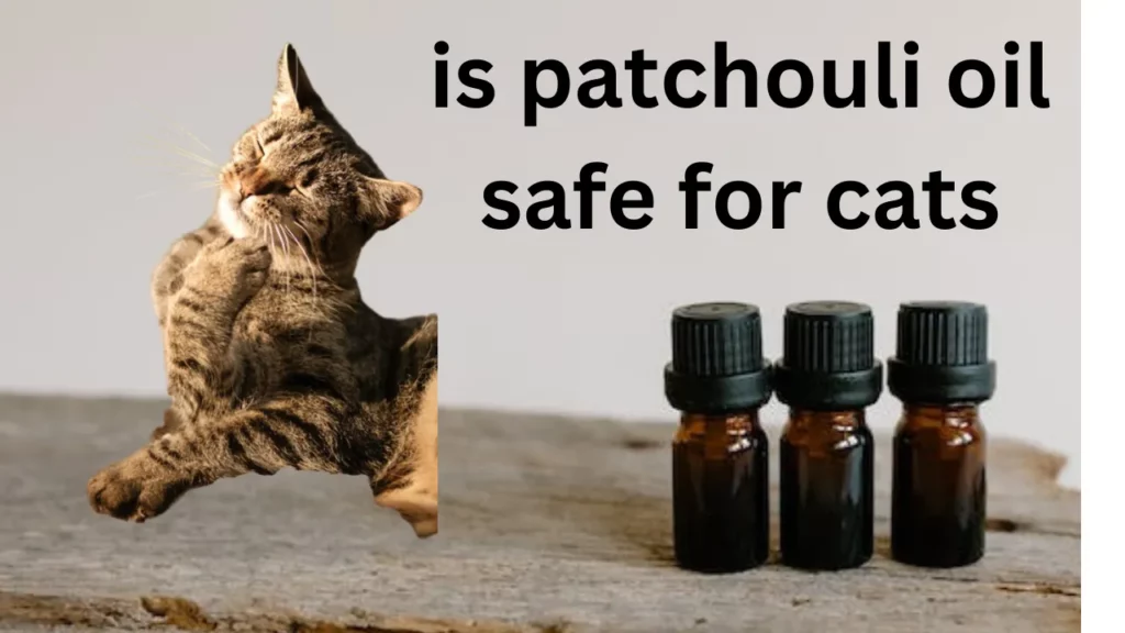 is patchouli oil safe for cats
