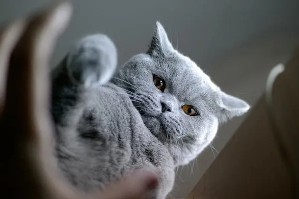 british shorthair kitten food