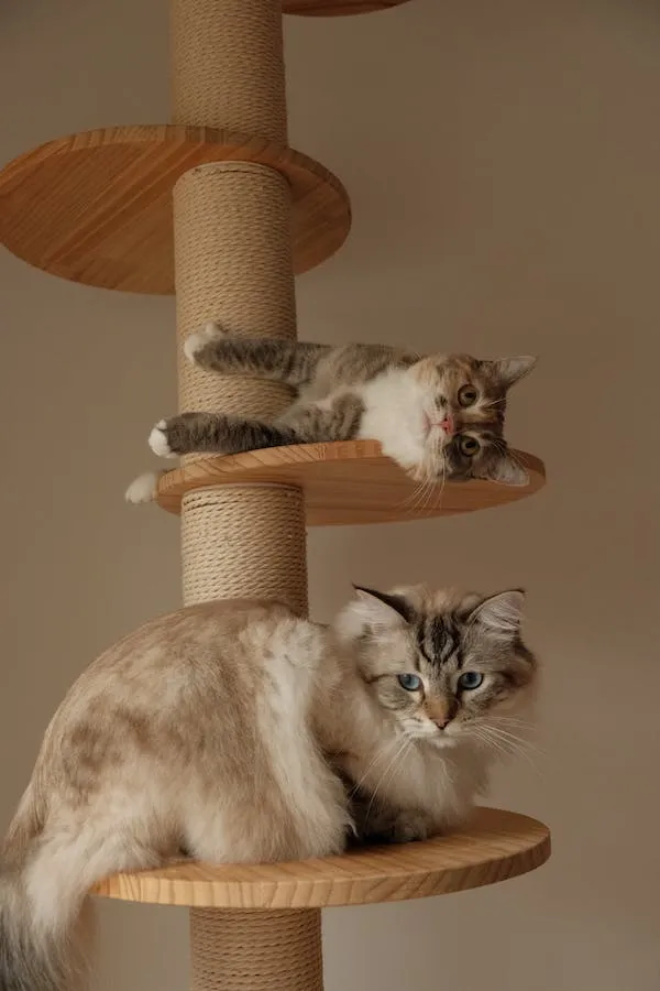 How to Prevent a Cat from Scratching Furniture