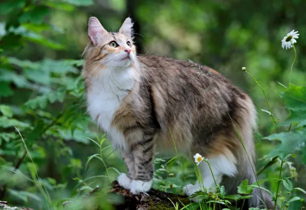 norwegian forest cat colorado