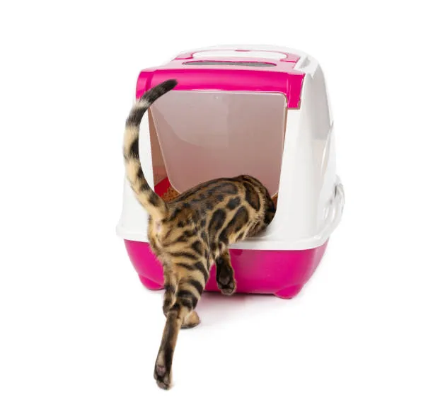 How to train a Bengal cat to use a litter box