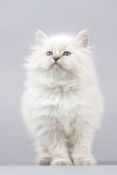 White Fluffy Cats