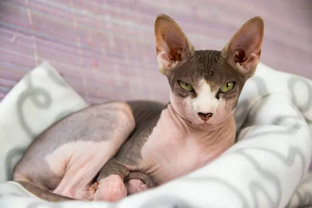 Do sphynx cats get cold