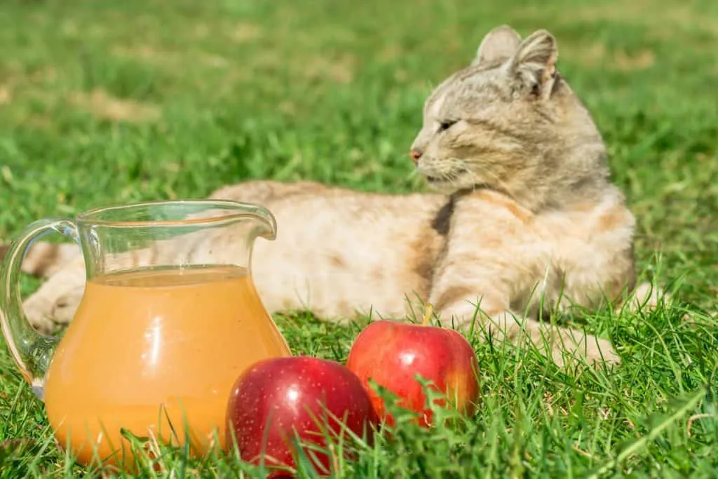 Can Cats Have Apple Juice?