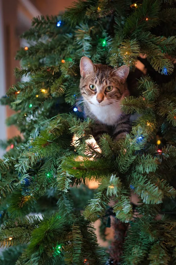 How to keep a cat out of my Christmas tree
