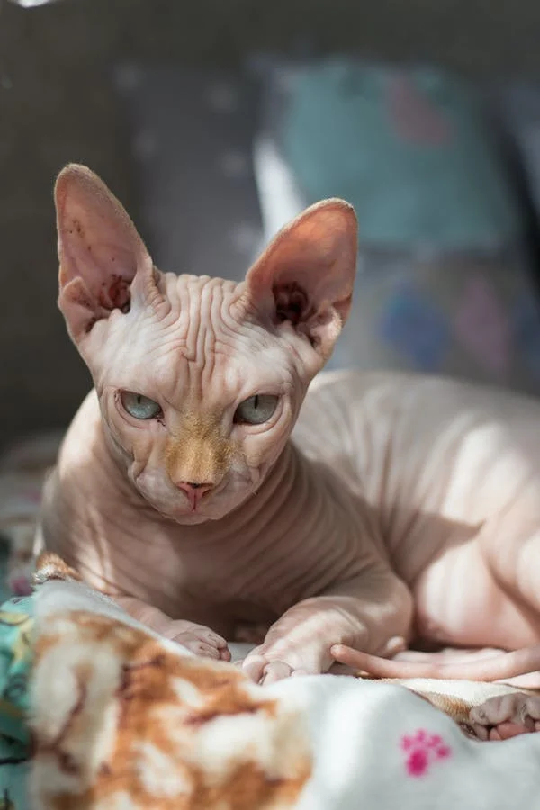 What Human Food Can Sphynx Cats Eat