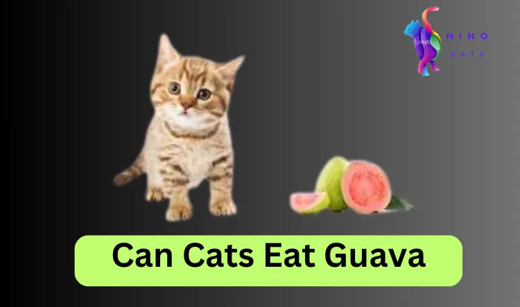 Can cats eat guava