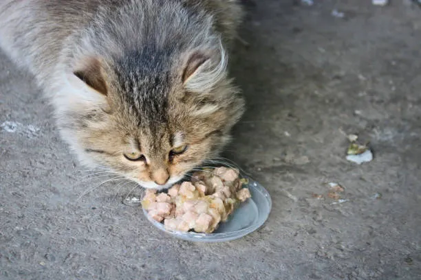Can Cats Eat Jicama