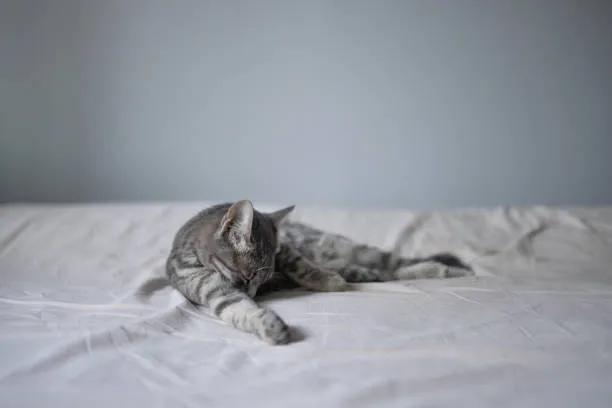 Why Cats Lick Blankets and Purr