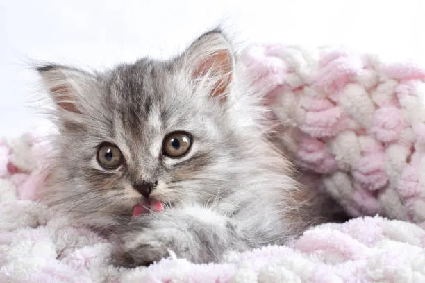 Why Cats Lick Blankets and Purr