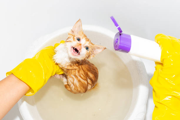 Is Your Cat Constantly Meowing In The Bathroom?
