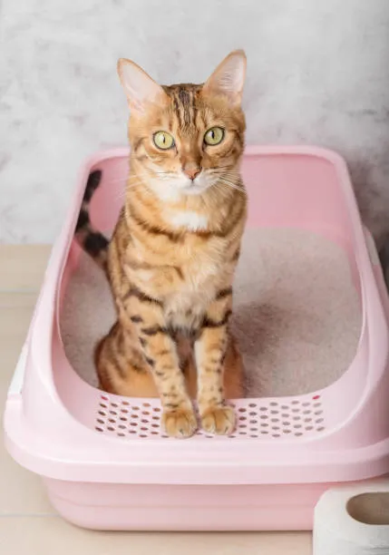 Is Your Cat Constantly Meowing In The Bathroom? 