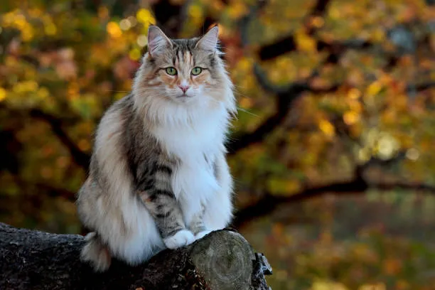 norwegian forest cat ragdoll mix