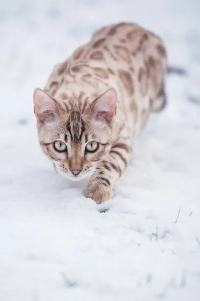 Snow bengal cat