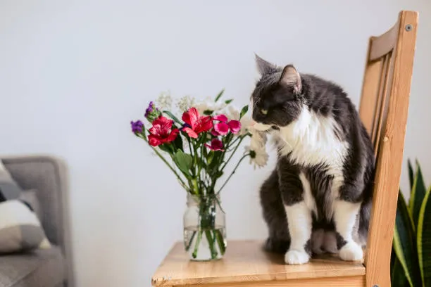 A Guide to Cat-Safe Dried Flowers