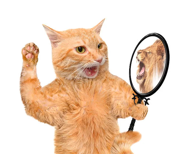 do cats recognize themselves in the mirror