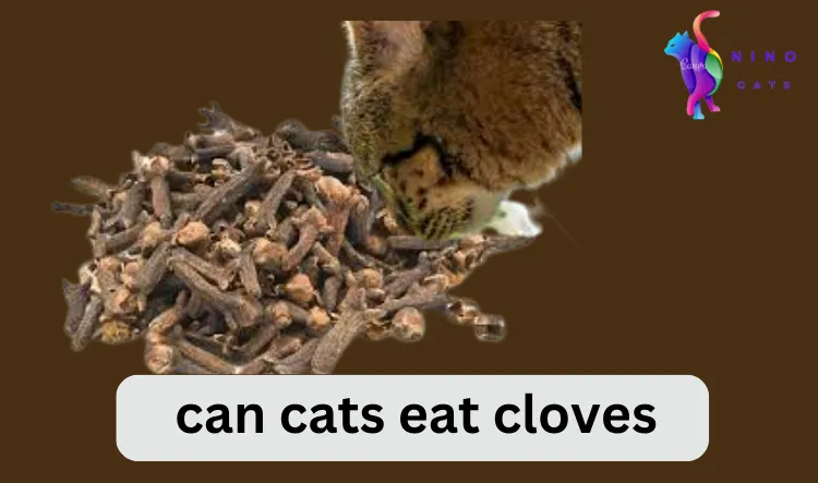 Is cloves toxic to cats: 