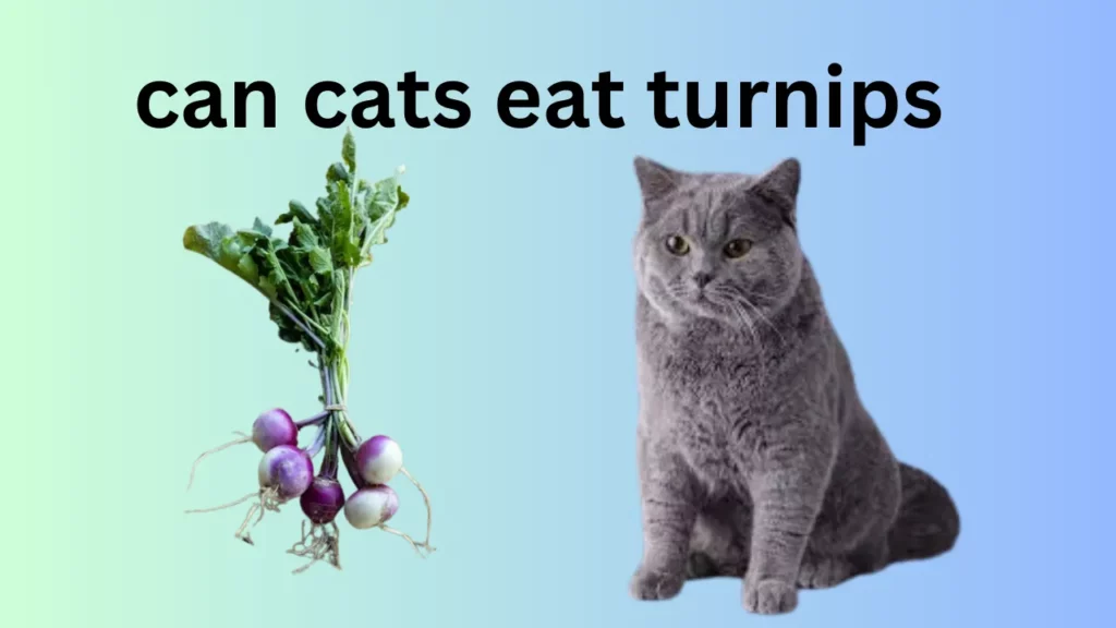 Can Cats Eat Turnips