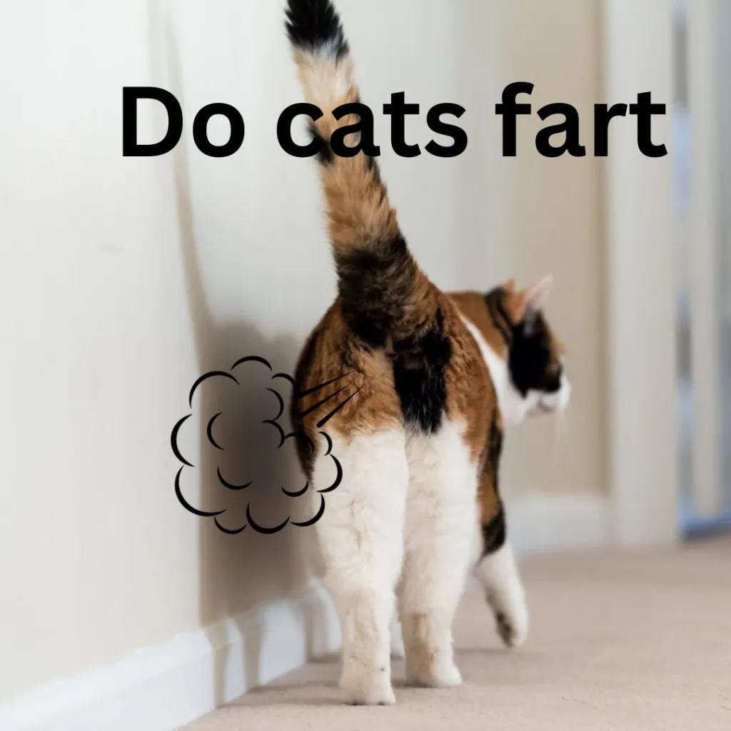 why do cats fart in your face