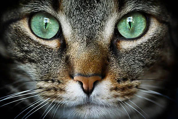 Why Do Cat Eyes Glaze Over