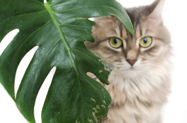 Is Monstera Aurea Variegata Toxic To Cats?