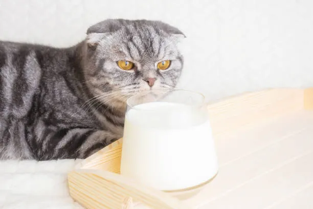 can cats drink evaporated milk