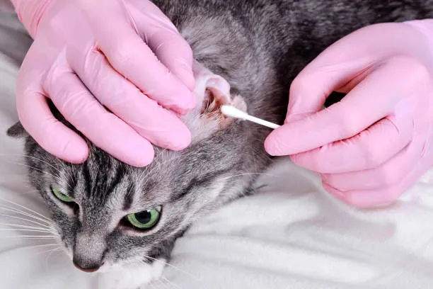 Will Rubbing Alcohol Eliminate Ear Mites in Cats?