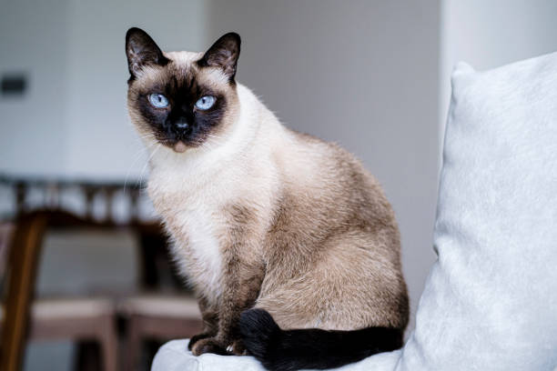 Everything You Need to Know About Caring for Siamese Cats with Sensitive Stomachs