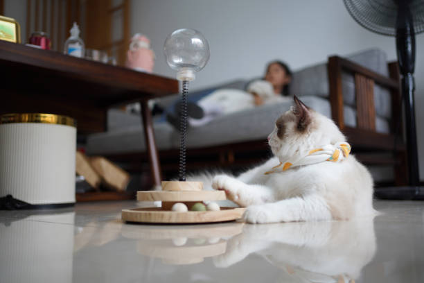 7 Enrichment Ideas to Keep Your Cat Happy and Entertained