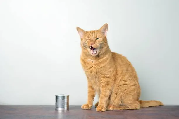 Can Cats Eat Salt and Pepper?