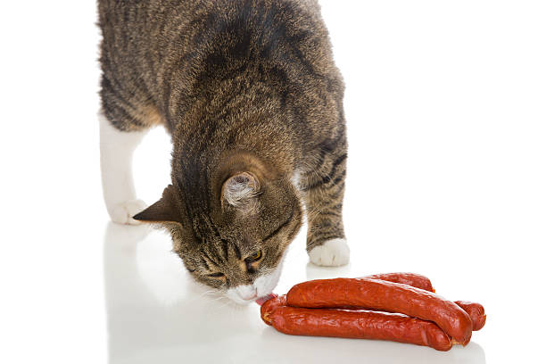 the best diet for my cat