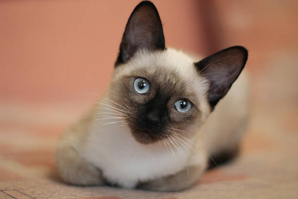 The Best Cat Food for Siamese Cats with Sensitive Stomachs