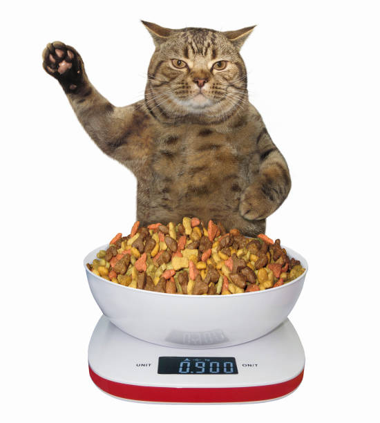 how much wet food to feed a cat calculator
