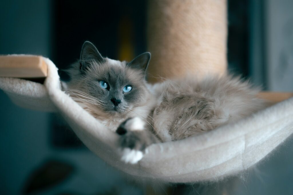 Why Are Ragdoll Cats So Dependent?