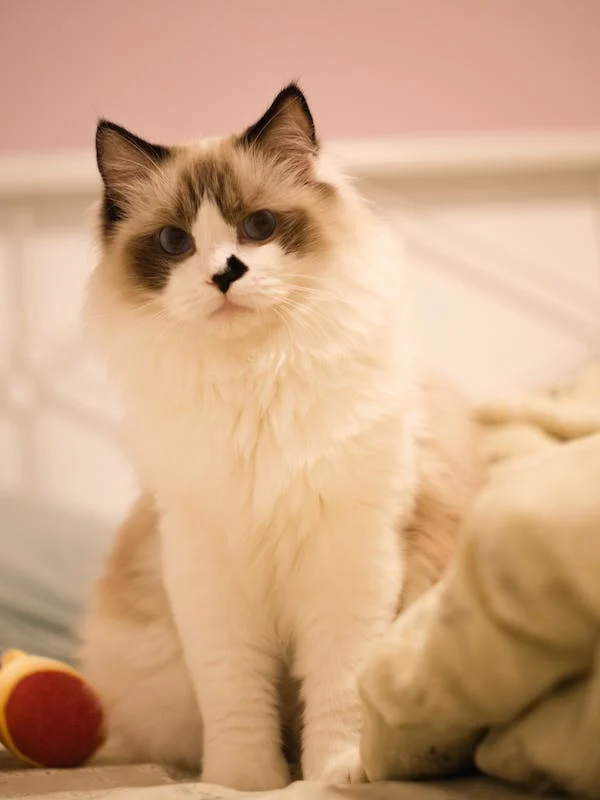Why Are Ragdoll Cats So Dependent? 