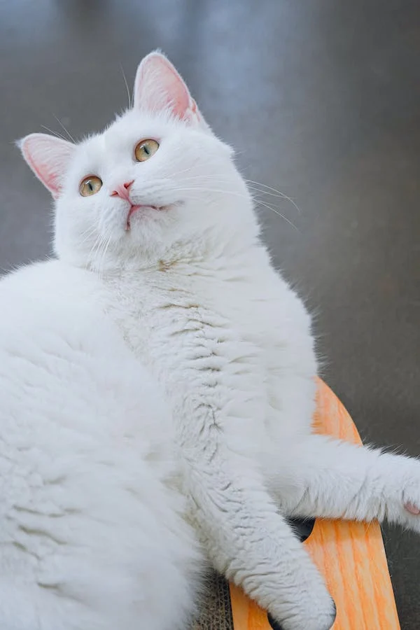 7 Enrichment Ideas to Keep Your Cat Happy and Entertained