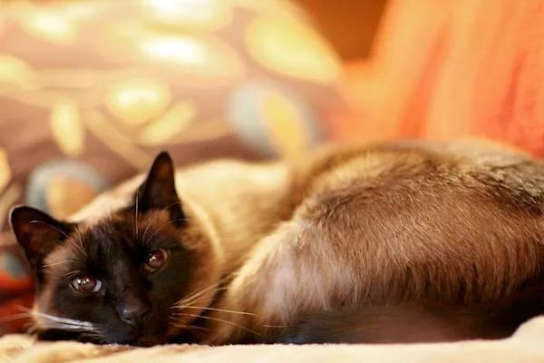 Everything You Need to Know About Caring for Siamese Cats with Sensitive Stomachs