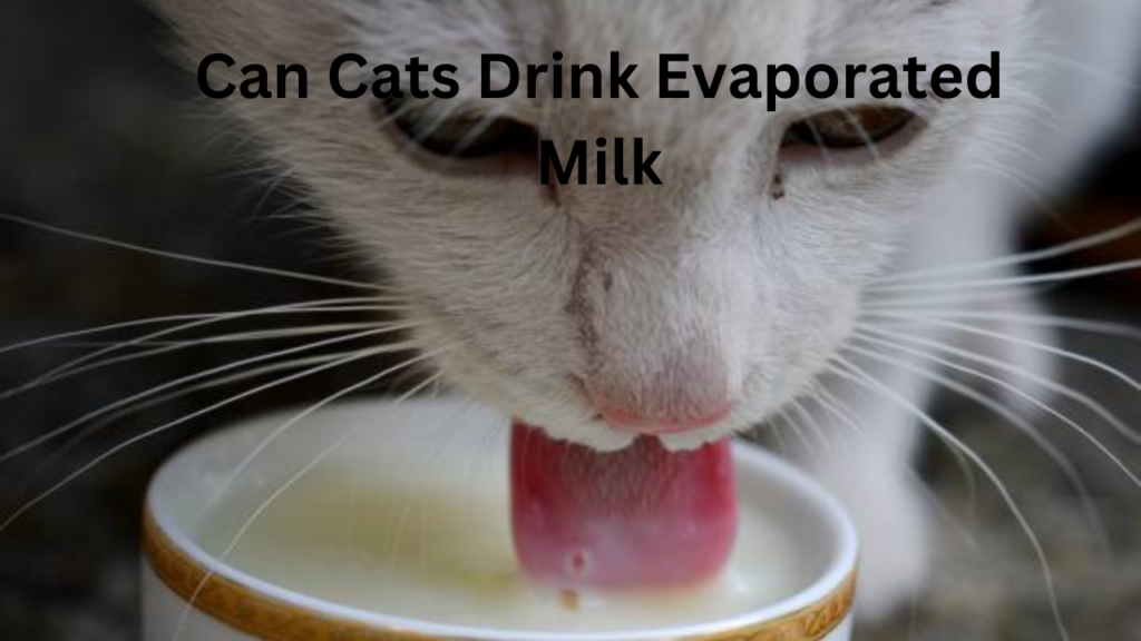Can Cats Drink Evaporated Milk