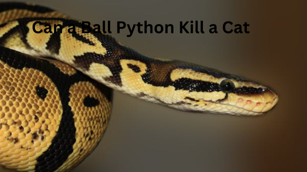 Can a Ball Python Kill a Cat