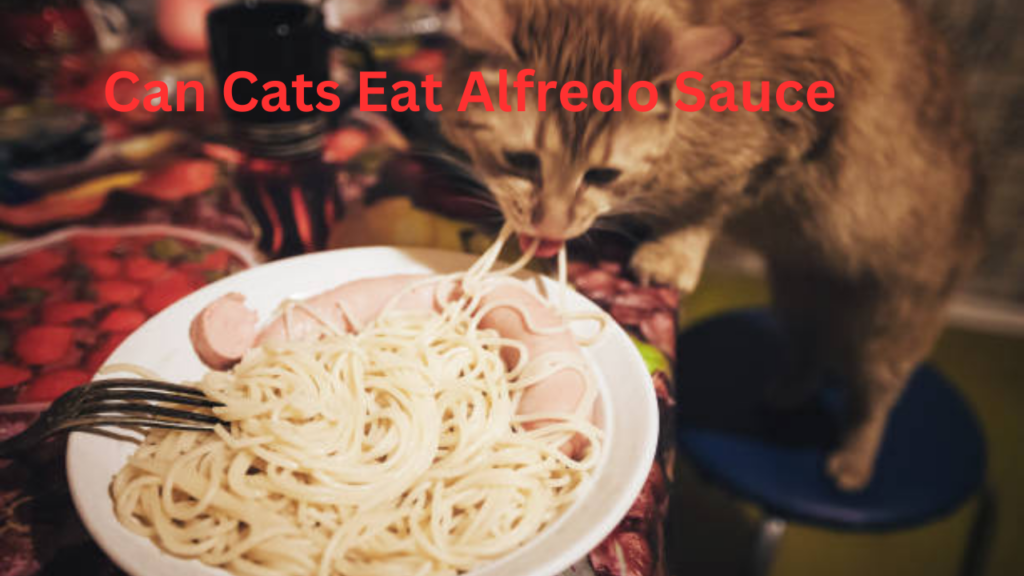 Can Cats Eat Alfredo Sauce