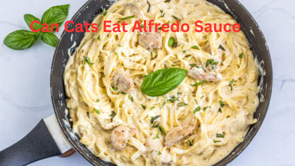 Can Cats Eat Alfredo Sauce