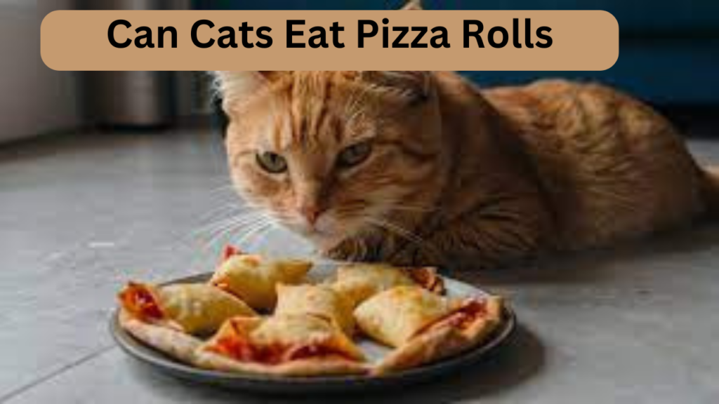Can cats eat pizza rolls
