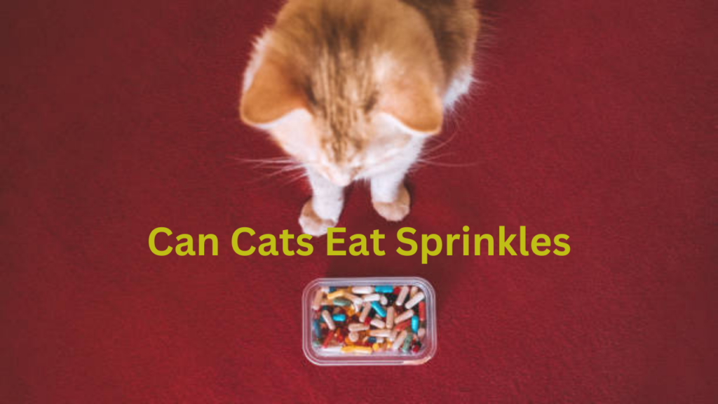 Can Cats Eat Sprinkles