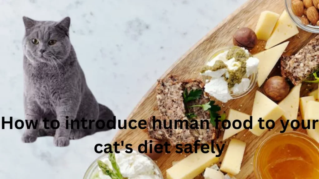introducing human food to your cat's diet safely