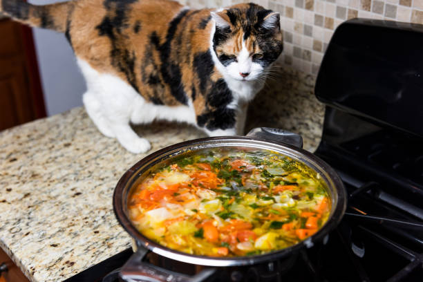 chicken noodle soup for cats