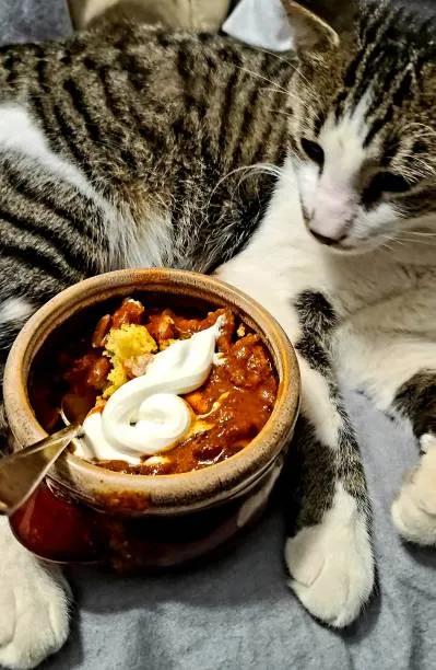 Chili with beans Safe for Cats