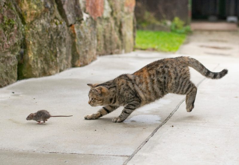 Mouse Meat Cat Food