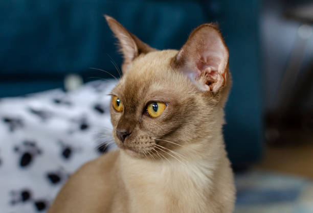 burmese cat colors