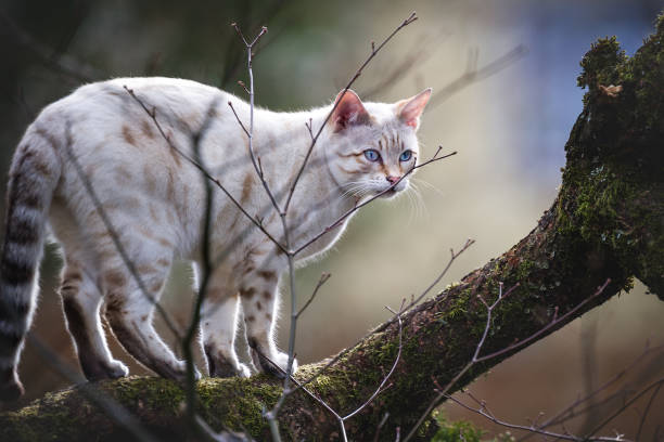 snow lynx bengal cats